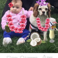Cavalier King Charles Spanieli, Köpek  Sultan fotoğrafı