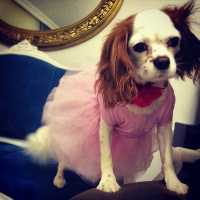 Cavalier King Charles Spanieli, Köpek  Sultan fotoğrafı