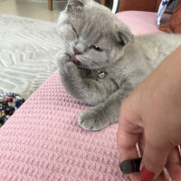 Scottish Fold, Kedi  MİYA fotoğrafı