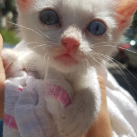 Van Kedisi, Kedi  Pamuk fotoğrafı