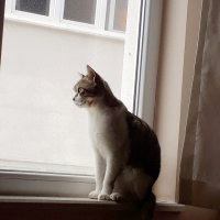 Tekir Kedi, Kedi  Bamya fotoğrafı