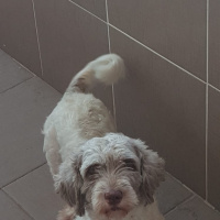 Shih Tzu, Köpek  Ponçik fotoğrafı