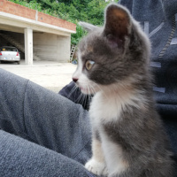 Tekir Kedi, Kedi  Çakıl fotoğrafı