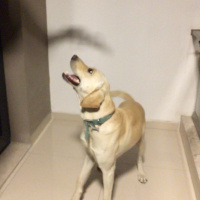 Labrador Retriever, Köpek  Pablo fotoğrafı