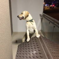Labrador Retriever, Köpek  Pablo fotoğrafı