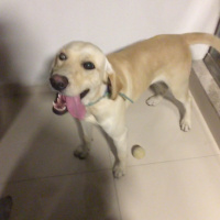 Labrador Retriever, Köpek  Pablo fotoğrafı