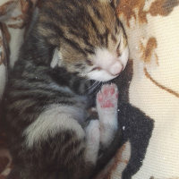 Tekir Kedi, Kedi  Tospik fotoğrafı