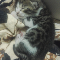 Tekir Kedi, Kedi  Tospik fotoğrafı