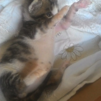 Tekir Kedi, Kedi  Tospik fotoğrafı