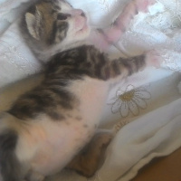 Tekir Kedi, Kedi  Tospik fotoğrafı