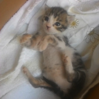 Tekir Kedi, Kedi  Tospik fotoğrafı