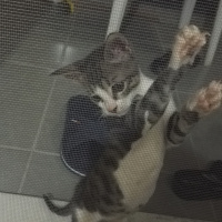 Tekir Kedi, Kedi  Tospik fotoğrafı