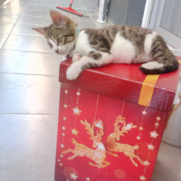 Tekir Kedi, Kedi  Tospik fotoğrafı