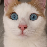 Van Kedisi, Kedi  Maviş fotoğrafı