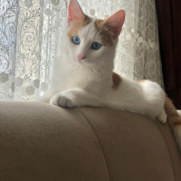 Van Kedisi, Kedi  Maviş fotoğrafı