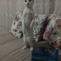 Van Kedisi, Kedi  Maviş fotoğrafı