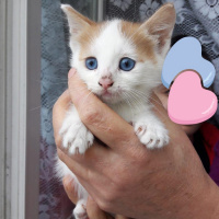 Van Kedisi, Kedi  Maviş fotoğrafı