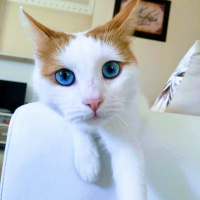 Van Kedisi, Kedi  Maviş fotoğrafı