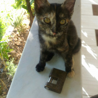 Soke, Kedi  Şeytan fotoğrafı