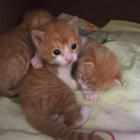 Chinchilla, Kedi  Minik yavrular fotoğrafı