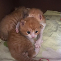 Chinchilla, Kedi  Minik yavrular fotoğrafı