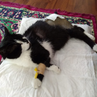 Tekir Kedi, Kedi  Yaman fotoğrafı