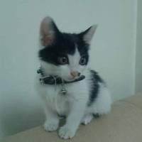 Tekir Kedi, Kedi  Yagmur fotoğrafı