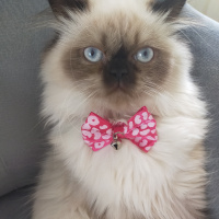 İran Kedisi (Persian), Kedi  Pati fotoğrafı