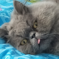 İran Kedisi (Persian), Kedi  Pati fotoğrafı