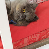 İran Kedisi (Persian), Kedi  Pati fotoğrafı