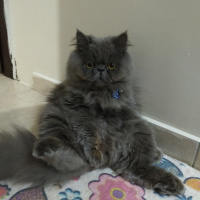İran Kedisi (Persian), Kedi  Pati fotoğrafı