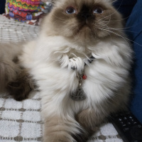 İran Kedisi (Persian), Kedi  Pati fotoğrafı