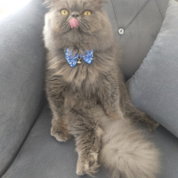 İran Kedisi (Persian), Kedi  Pati fotoğrafı