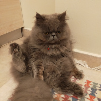 İran Kedisi (Persian), Kedi  Pati fotoğrafı