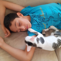 Tekir Kedi, Kedi  Ponçik fotoğrafı
