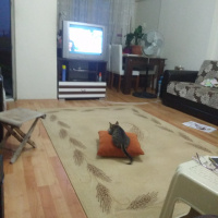 Tekir Kedi, Kedi  Rıfat fotoğrafı