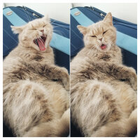 British Shorthair, Kedi  Sufle fotoğrafı