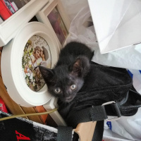 Tekir Kedi, Kedi  Gece fotoğrafı