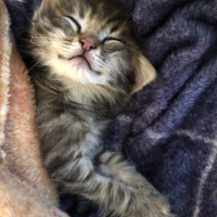 Tekir Kedi, Kedi  Poko fotoğrafı
