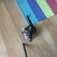 Tekir Kedi, Kedi  Poko fotoğrafı