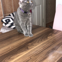 British Shorthair, Kedi  Maya fotoğrafı