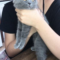 British Shorthair, Kedi  Maya fotoğrafı