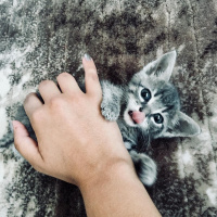Tekir Kedi, Kedi  Şero fotoğrafı