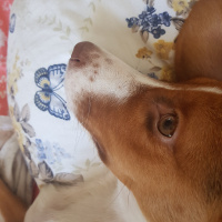 Beagle, Köpek  Tarçın fotoğrafı