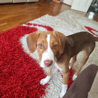 Beagle, Köpek  Tarçın fotoğrafı