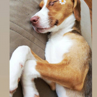 Beagle, Köpek  Tarçın fotoğrafı