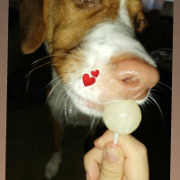 Beagle, Köpek  Tarçın fotoğrafı