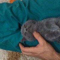 British Shorthair, Kedi  minnoş  fotoğrafı