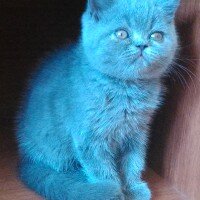 British Shorthair, Kedi  minnoş  fotoğrafı