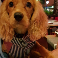 İngiliz Cocker Spaniel, Köpek  Body fotoğrafı